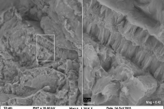 Smectite (dioctahedral)