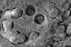 Cr-rich dioctahedral smectite