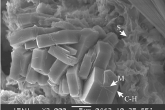 Mordenite and clinoptilolite