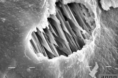 Smectite (nontronitic)