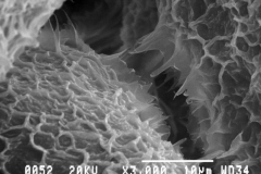 Smectite (trioctahedral)