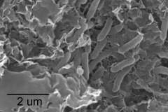 Smectite (nontronite) with bacteria